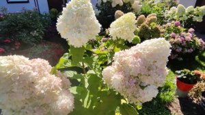 Гортензия метельчатая Саммер Лав Hydrangea paniculata Summer Love ???