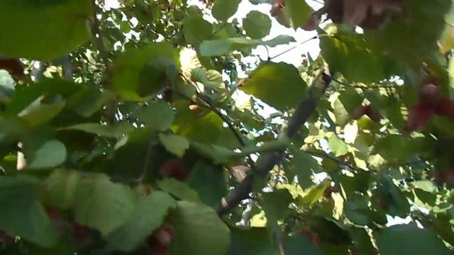 Фундук для средней полосы России Куст фундука Академик Яблоков под нагрузкой урожаем смотреть онлайн