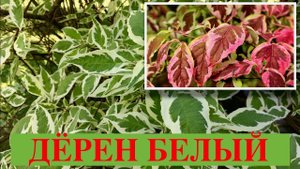ДЁРЕН БЕЛЫЙ. ЭЛЕГАНТИССИМА / ШПЕТА / АРГЕНТЕО-МАРГИНАТА. Дачный креатив.