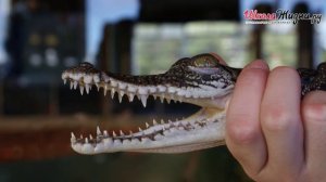 Как Содержать Экзотическое Животное в Домашних Условиях? Крокодил
