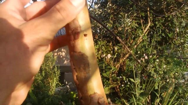 Eucalyptus pulverulenta 'Baby Blue' смотреть онлайн