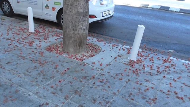 Красивое южное дерево Beautiful southern tree смотреть онлайн