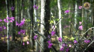 Где-то на сопках багульник цветет -  г.Тында 2018г. ("ПвТ")