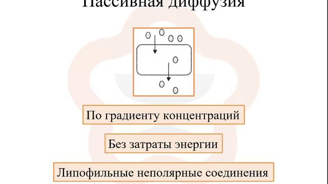 1.3. Фармакокинетика: всасывание (абсорбция)