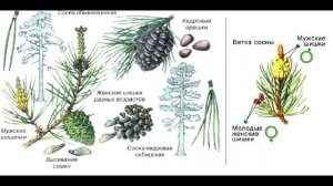 § 23 Отдел голосеменные. Общая характеристика и значение