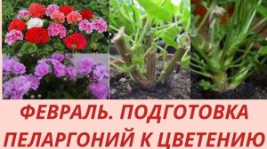 Обрезка Пеларгонии в феврале.Зимовка герани. Герань после зимовки Пеларгония зональная  плющелистная