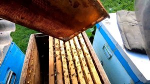 Поздний пчелиный расплод не помеха! Окончательная сборка пчел в зиму! Просто и доступно показываю!