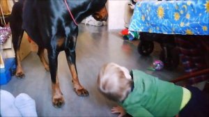 игра ребенка с доберманом (little boy and doberman are playing)