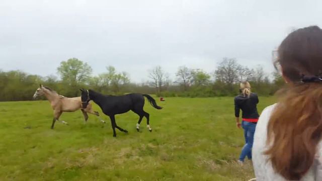 Экскурсия на Ставропольский конный завод смотреть онлайн