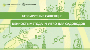 Безвирусные саженцы: ценность метода in vitro для садоводов
