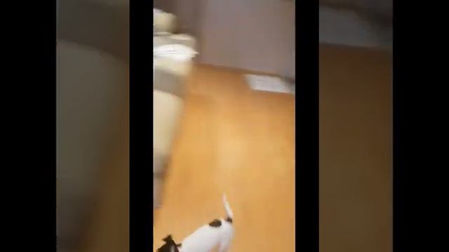 Той-фокстерьер и пуми смотреть онлайн