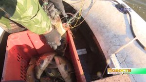 Рыбный водоем создал предприниматель в Искитимском районе