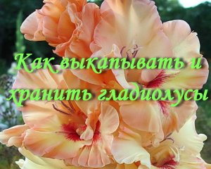 Как выкапывать и хранить гладиолусы
