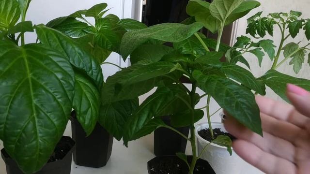 Пупырышки на листьях- что это?Оэдема на перце,томате и баклажане.( отек тканей) - причины и лечение смотреть онлайн