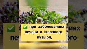 ДУШИЦА ОБЫКНОВЕННАЯ 3