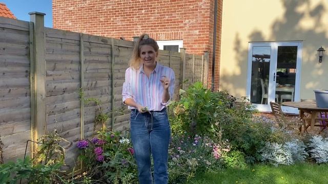 How to cut back Foxgloves & save the seed смотреть онлайн