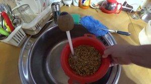 Как вырастить пшеницу дома . Весь процесс .