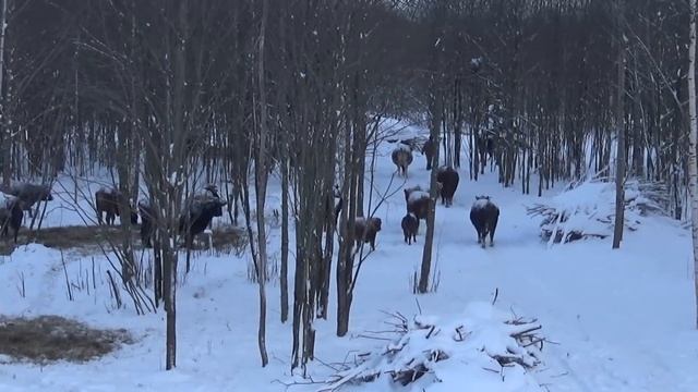 Помесный КРС. Костромская+Лимузинская породы, что на выходе?