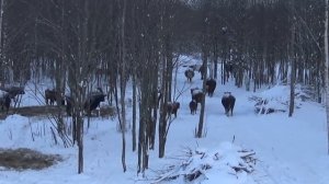 Помесный КРС. Костромская+Лимузинская породы, что на выходе?