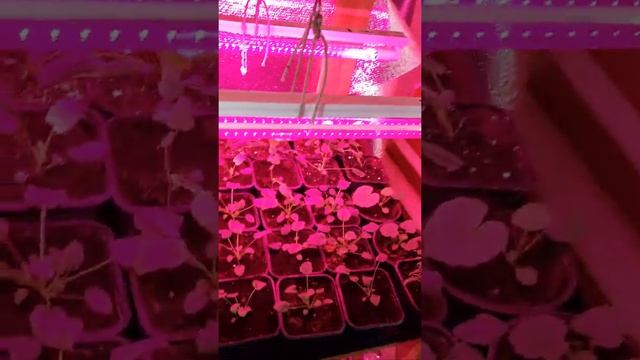 Небольшой обзор моих растений смотреть онлайн