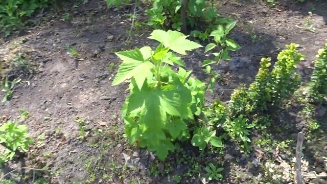 8 мая 2022. Ива извилистая и другие. смотреть онлайн