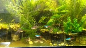 новые питомцы орнатусы