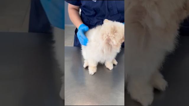 Милый Карл пришёл на ежегодную вакцинацию. Клиника БиоВет Бутово.