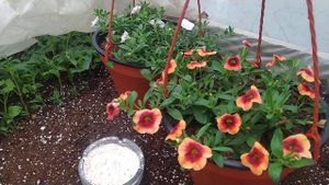 Мои взгляды изменились, на выращивание цветов, отказываюсь от самого выгодного цветка, мои работы