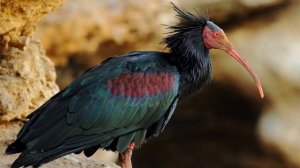 ЕстестВо. Эти удивительные животные. 10 редких животных, занесенных в Красную Книгу.