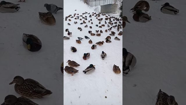 Прогулка удалась, 👍 много уток и голубей смотреть онлайн