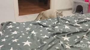 Бразильский футбол