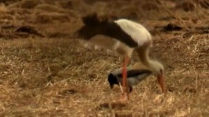 Дикая природа Беларуси. Звери и птицы | Film Studio Aves