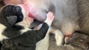 Родились щенки!!! Всё ли хорошо? Сколько щенков?