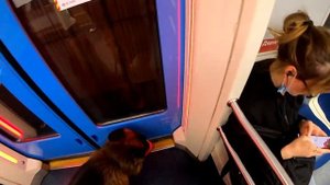 собака в городе - проезд с собакой в метро