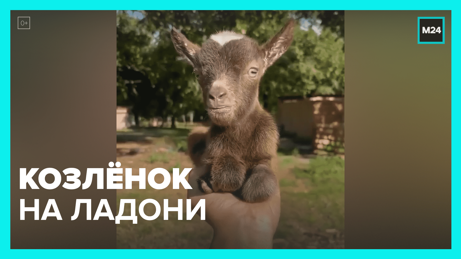 Козлёнок поместился на ладони – Москва 24