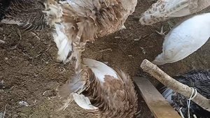 ускоренные индюки❤🥺#пЕлЬмЕшКа