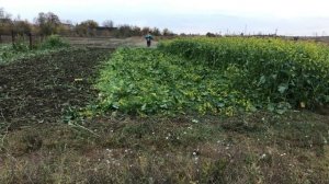 Осенняя мульча заделка сидератов осенью мотоблоком Forte 1050