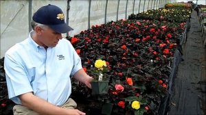 Non-Stop Begonias