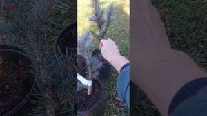 Голубые ели, самые популярные сорта. Хупси Эдит Изели Фастегиата Фет Альберт саженцы