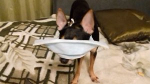 Шок!!!!!!!!!!Бешеный той терьер!..