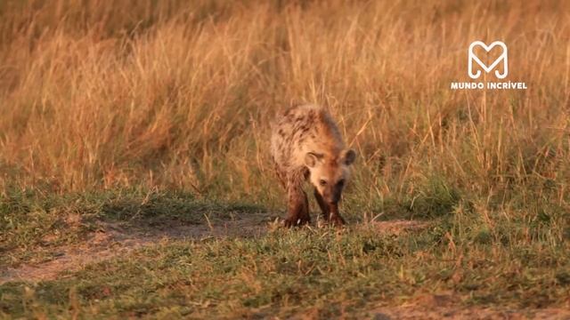 HIENA PERSEGUE JAVALI E SE DA MAL смотреть онлайн