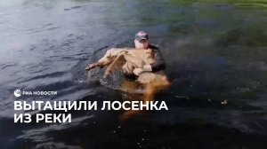 Священник вытащил лосенка из воды