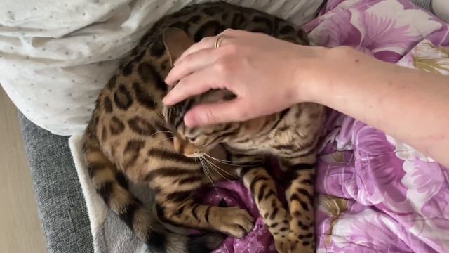 Воспитание кота 😄 строго! #бенгальскаякошка #бенгальскийкот #коты #котики