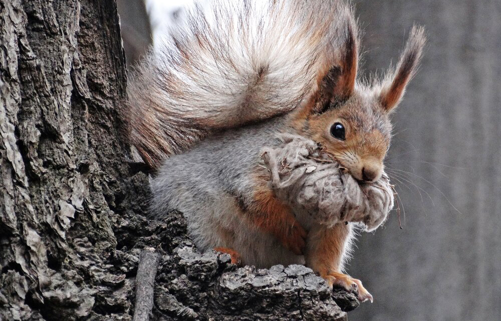 В мире животных: что такое фотоловушки и как они работают / Город новостей на ТВЦ