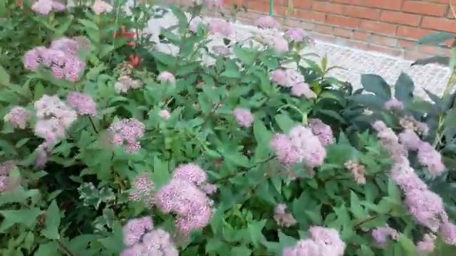 #дача #спирея / Спирея японская (лат.Spiraea japonica). Краткий обзор декоративного кустарника