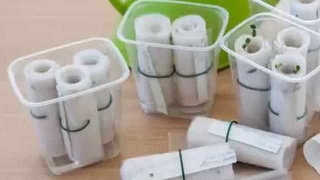 РАСТИМ РАССАДУ В ТУАЛЕТНОЙ БУМАГЕ смотреть онлайн