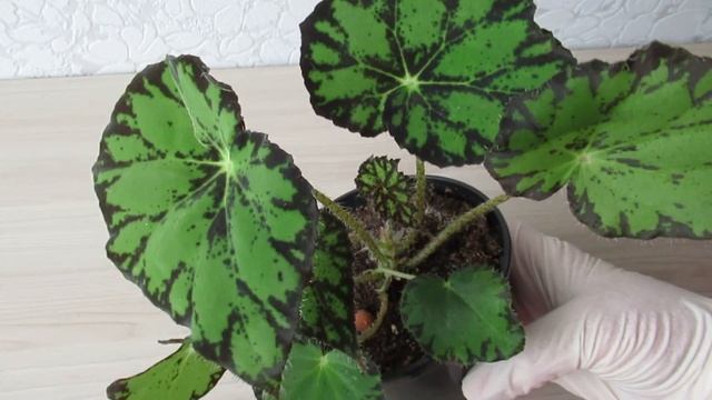 Тигровая бегония уход и содержание в квартире #комнатныерастения#бегония#бегониятигровая#видеоютуб смотреть онлайн