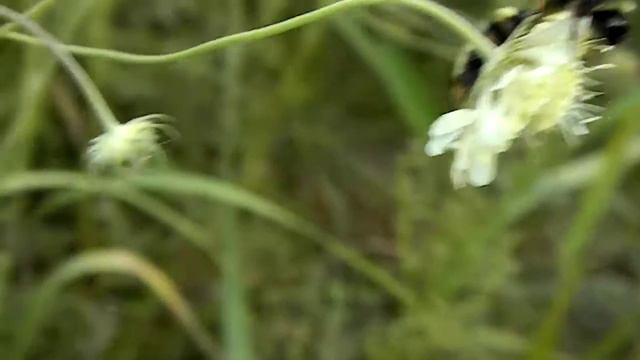 Утро в лесу смотреть онлайн