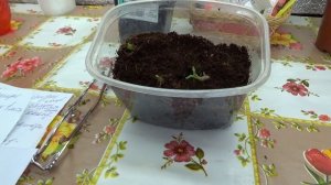 Размножение картофеля ростками,часть 2