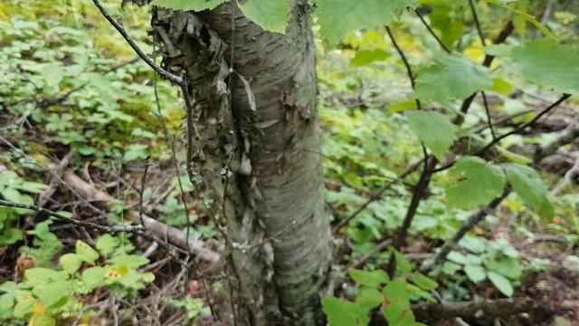 paper birch (Betula papyrifera)